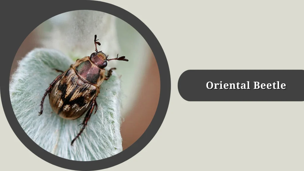 Oriental Beetle