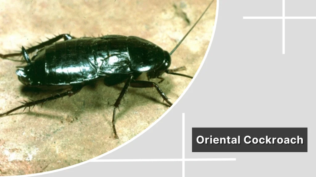 Oriental Cockroach