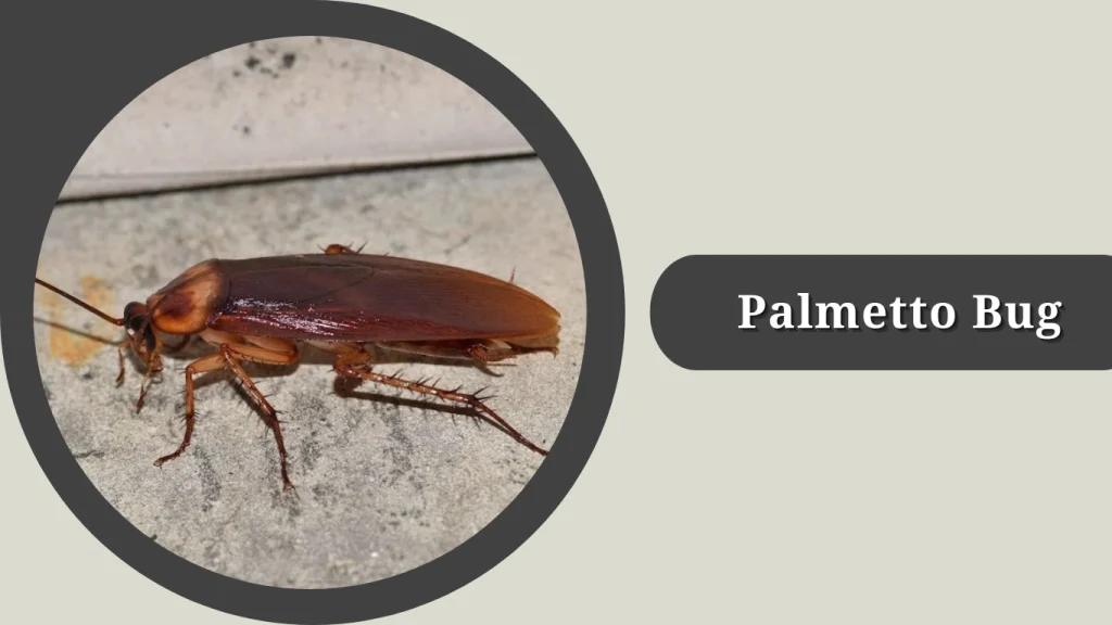 Palmetto Bug