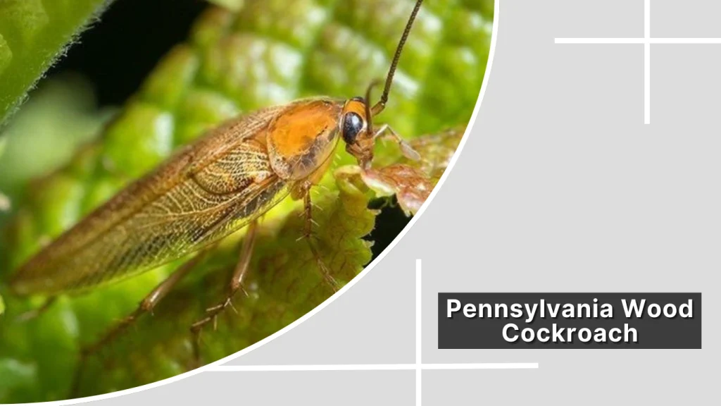 Pennsylvania Wood Cockroach