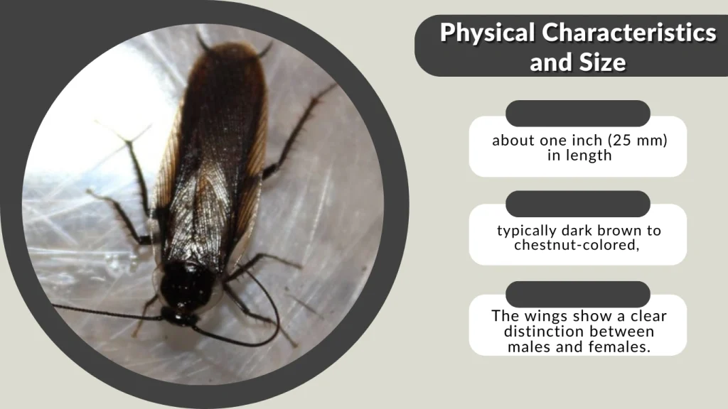 Physical Characteristics and Size