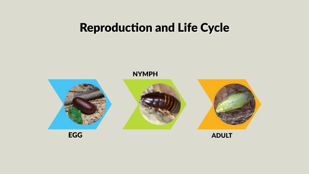 Reproduction and Life Cycle