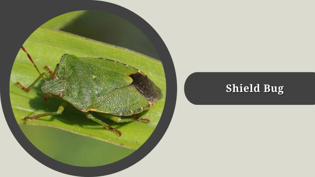 Shield Bug