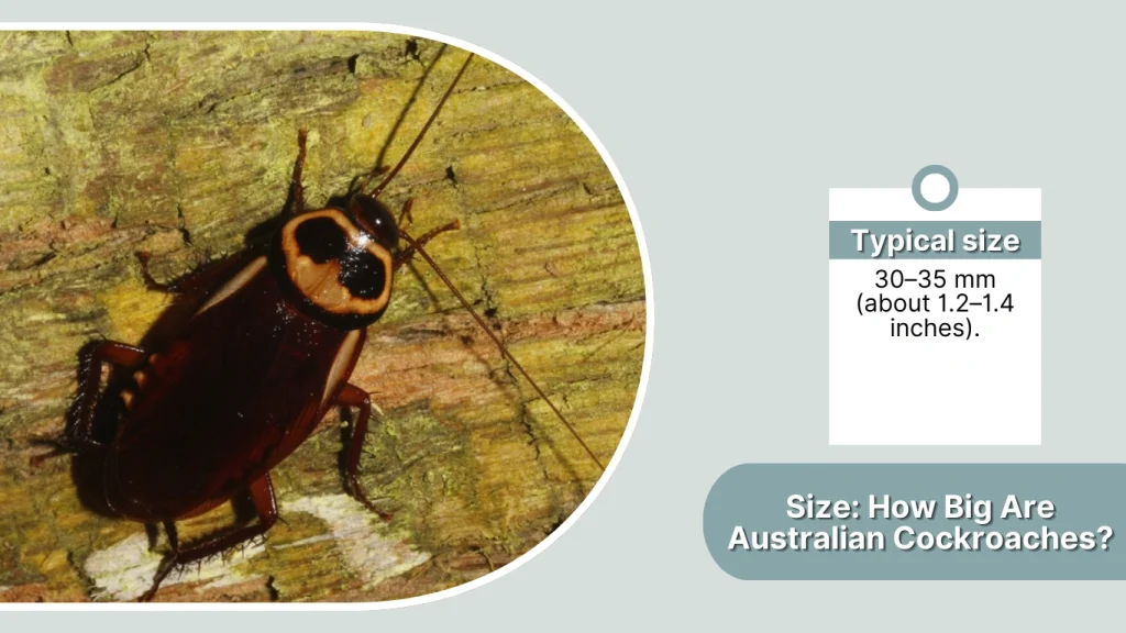 Size How Big Are Australian Cockroaches