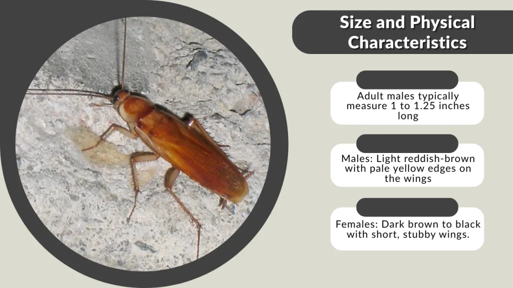Size and Physical Characteristics