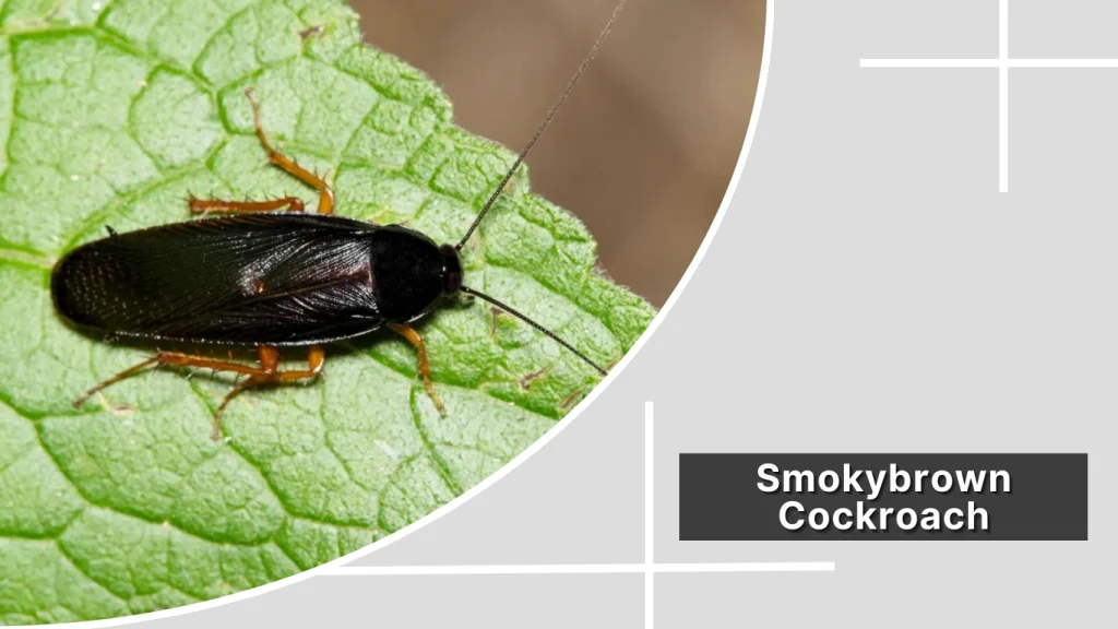 Smokybrown Cockroach