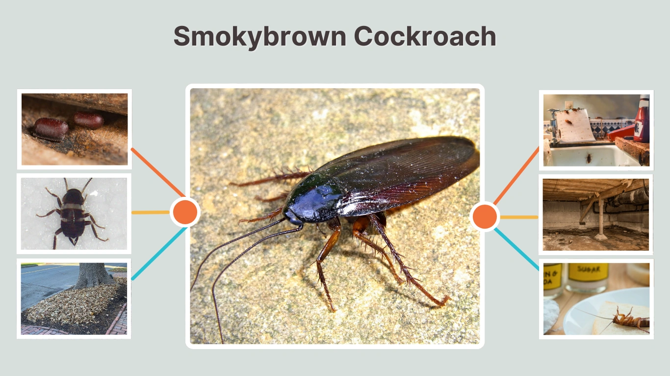 Smokybrown Cockroach Identification, Life Cycle, Habitat & Control