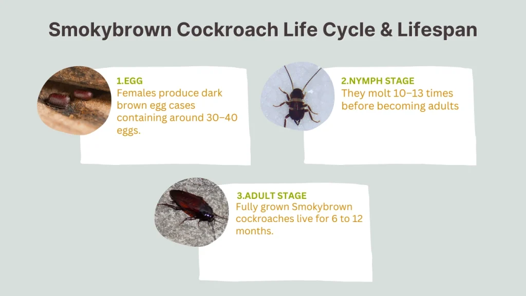 Smokybrown Cockroach Life Cycle & Lifespan