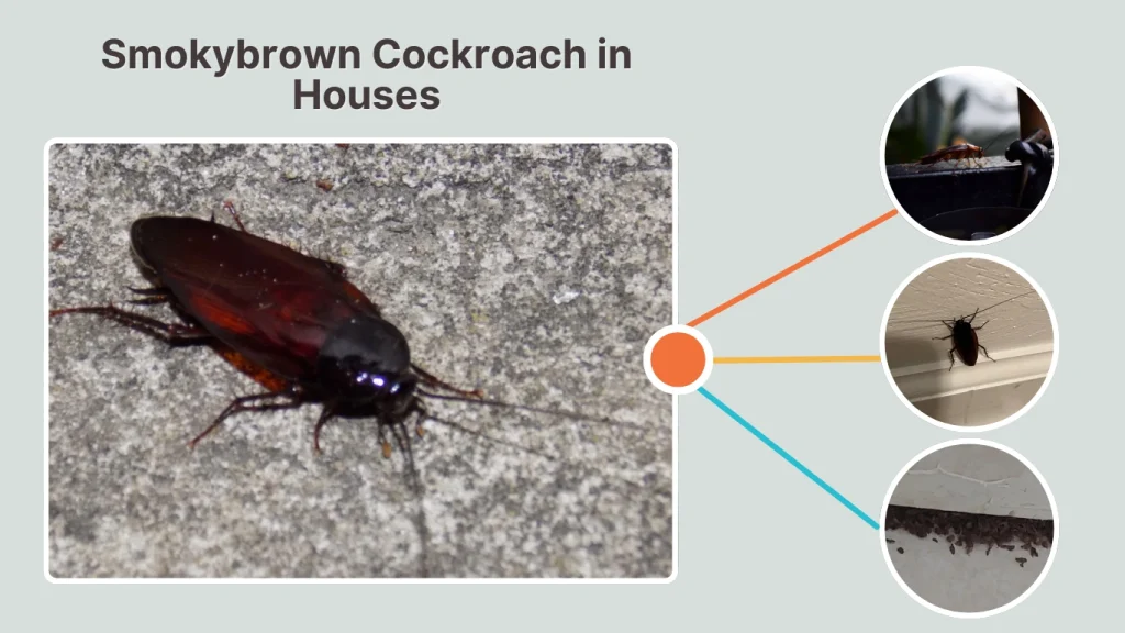 Smokybrown Cockroach in Houses