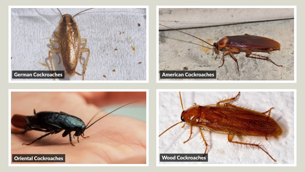 Species-Specific Egg-Laying Locations