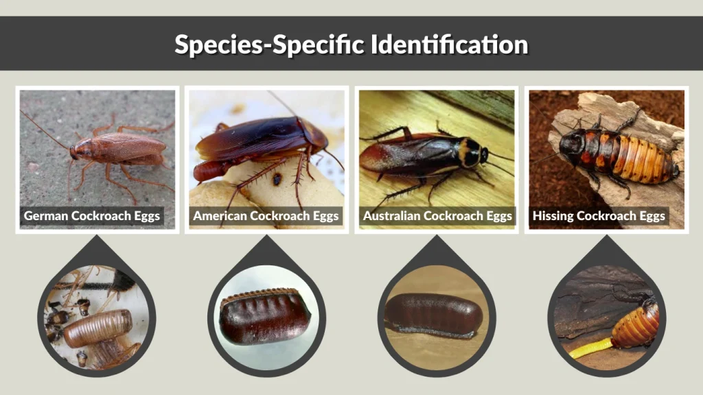 Species-Specific Identification