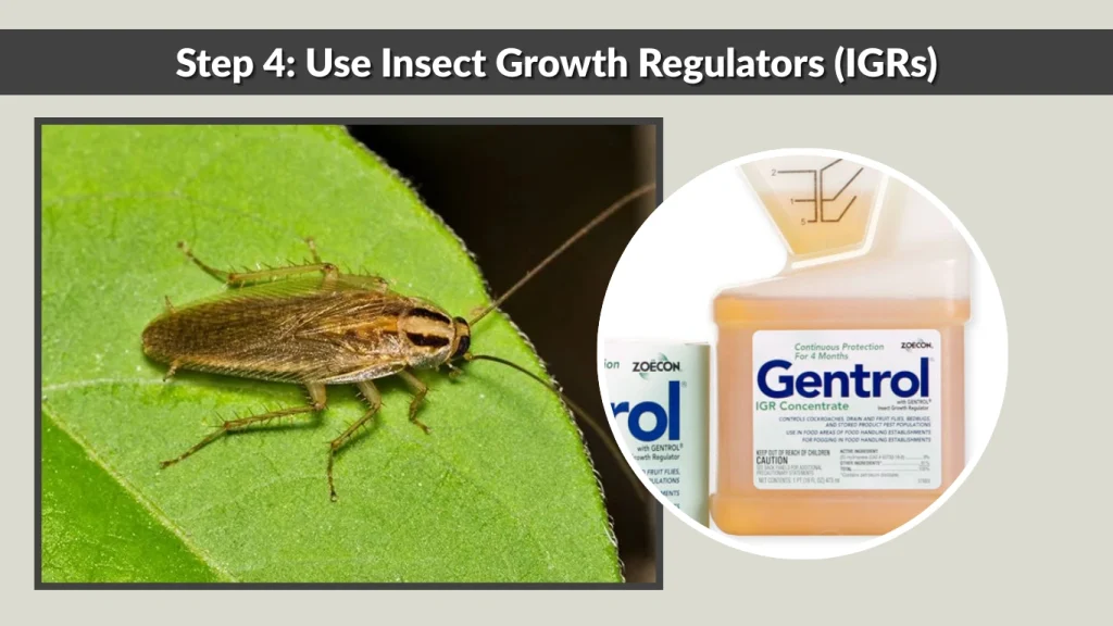 Step 4 Use Insect Growth Regulators (IGRs)