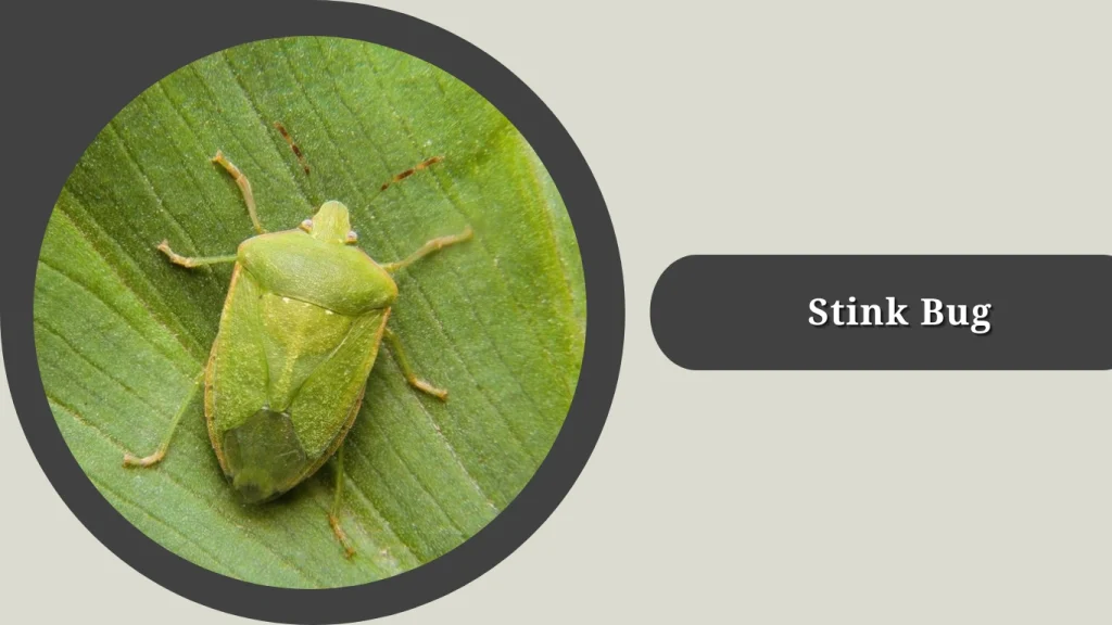 Stink Bug