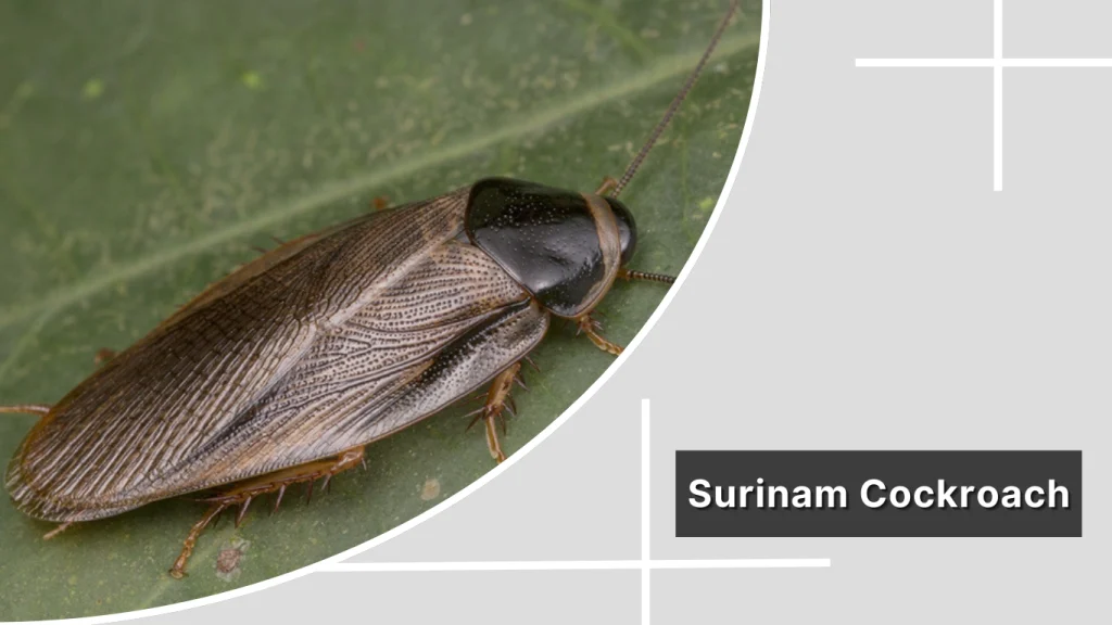 Surinam Cockroach