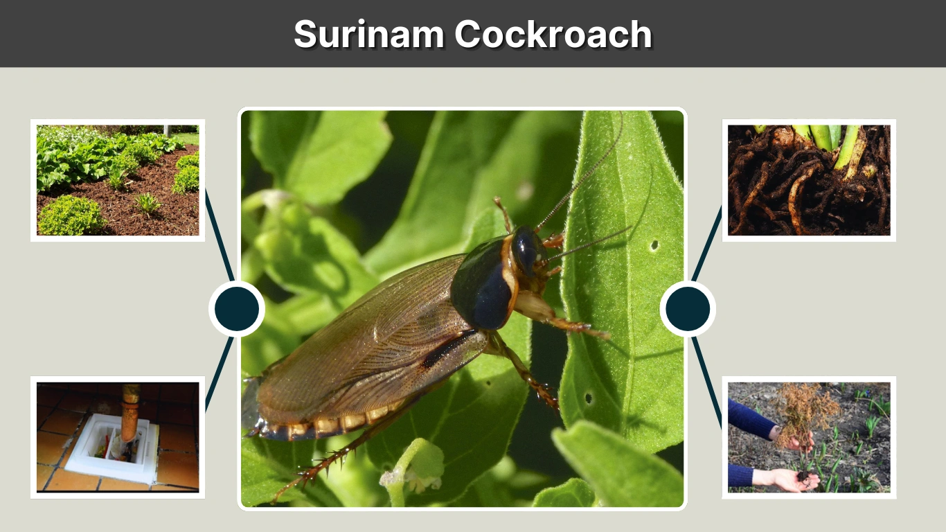 Surinam Cockroach Identification, Habitat, and Control