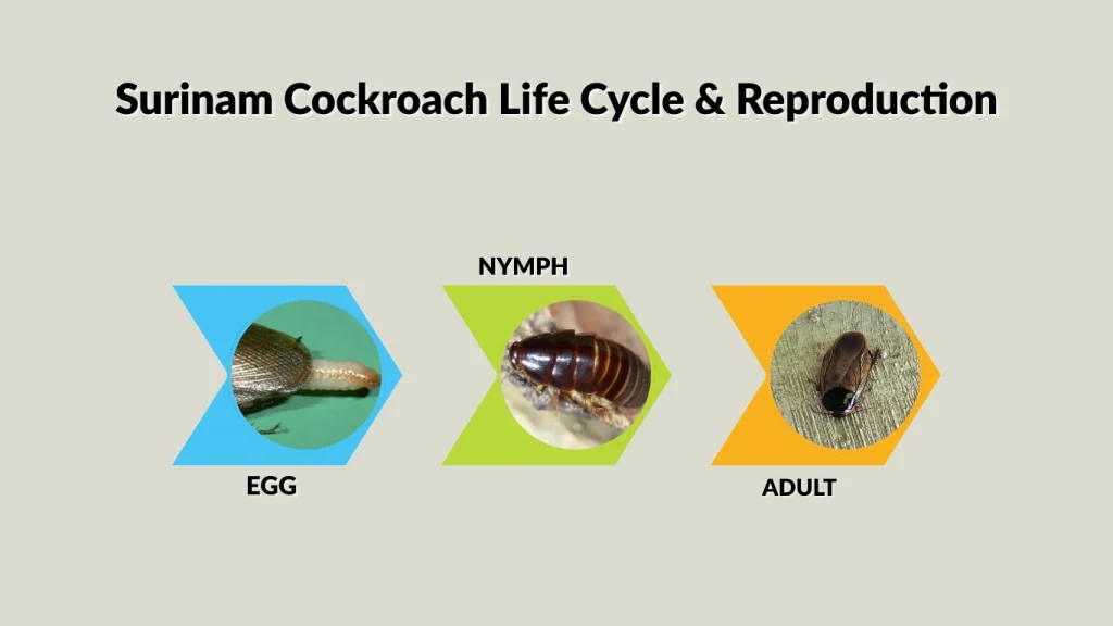 Surinam Cockroach Life Cycle & Reproduction