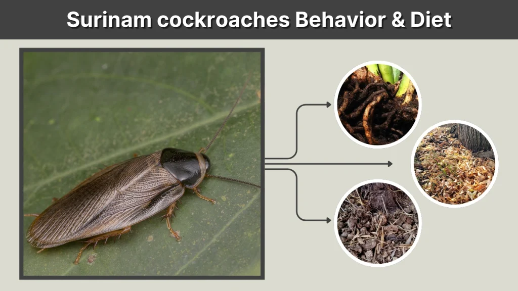 Surinam cockroaches Behavior & Diet