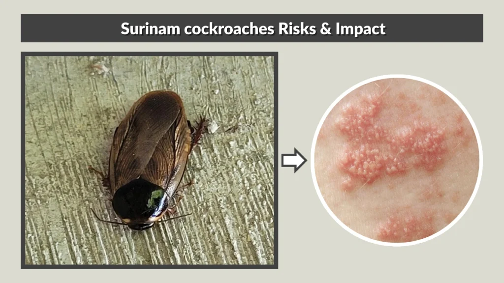 Surinam cockroaches Risks & Impact