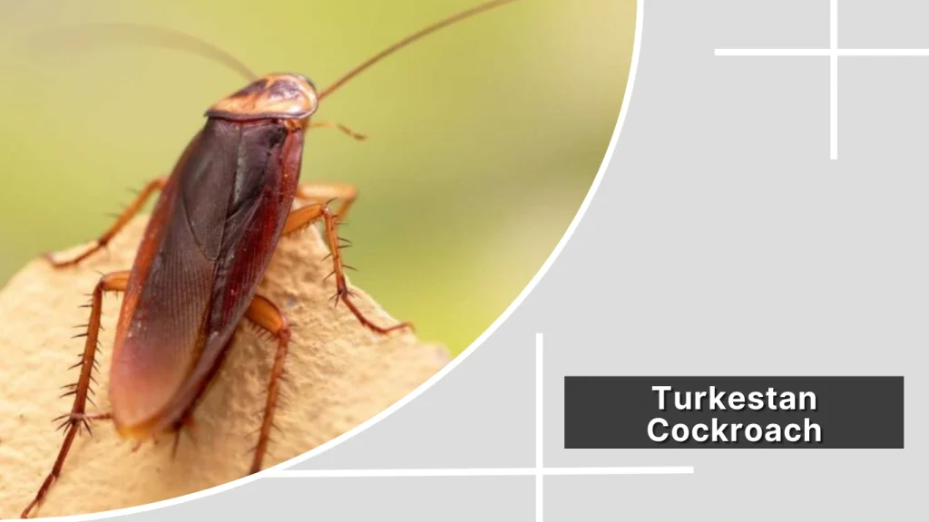Turkestan Cockroach