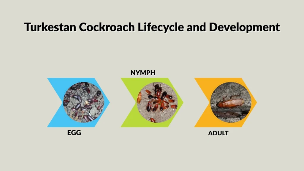 Turkestan Cockroach Lifecycle and Development