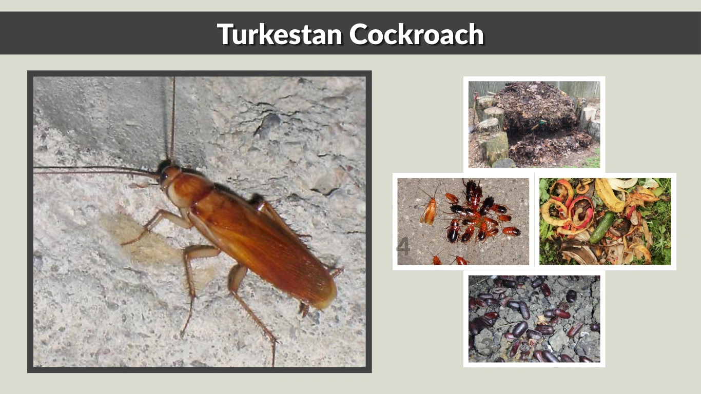 Turkestan Cockroach Size, Color, Habitat, Behavior, and Lifecycle