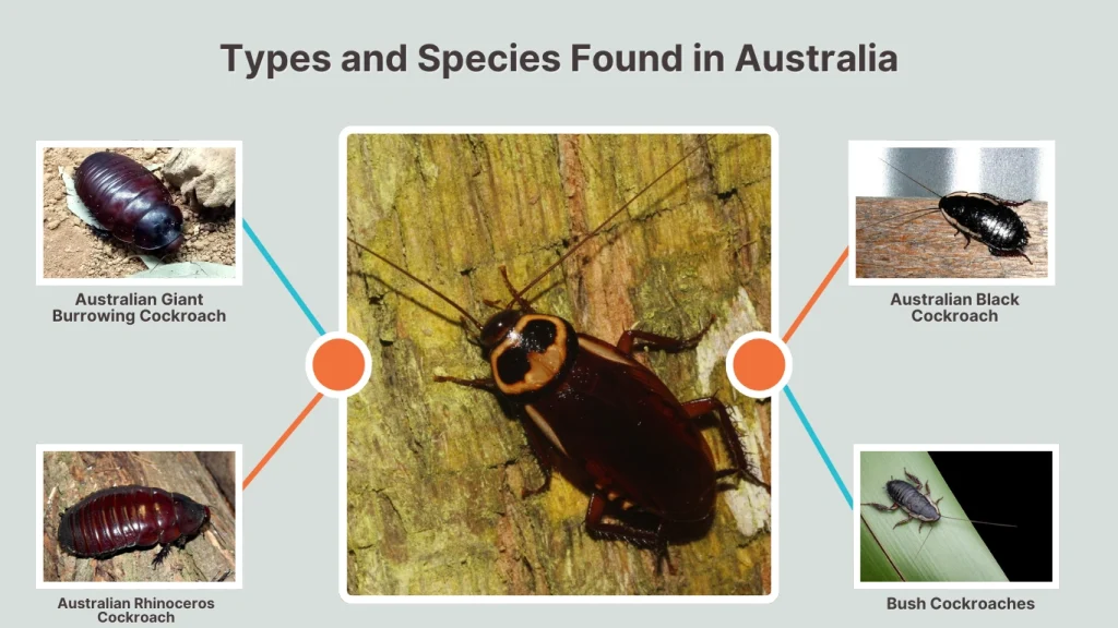 Types and Species Found in Australia