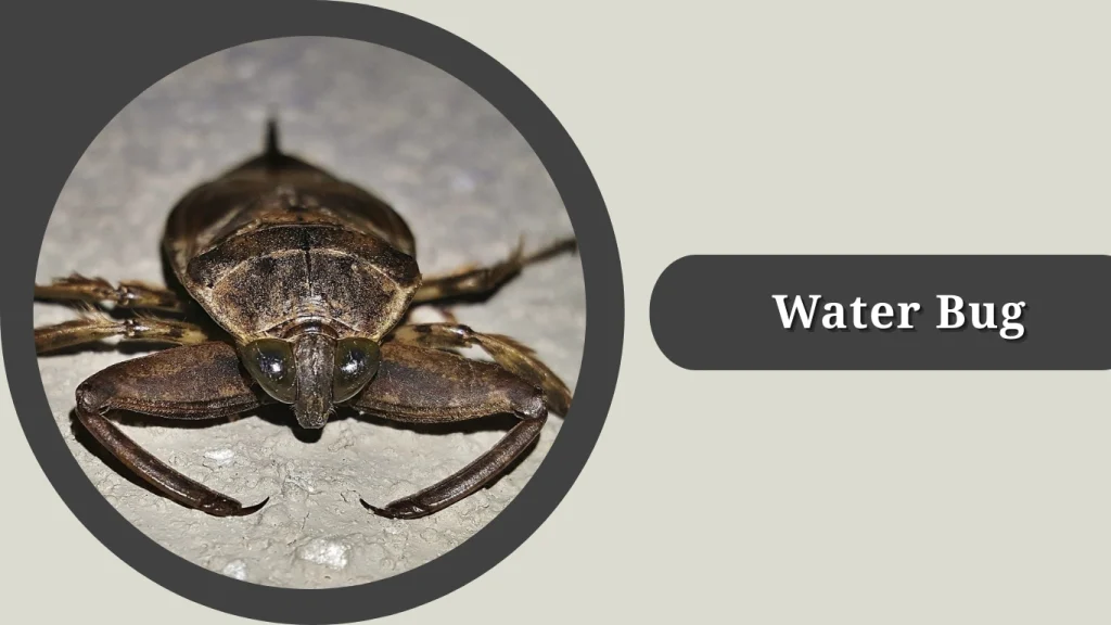 Water Bug