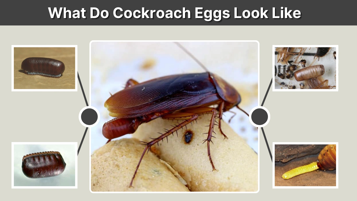 What Do Cockroach Eggs Look Like Identification With pictures 