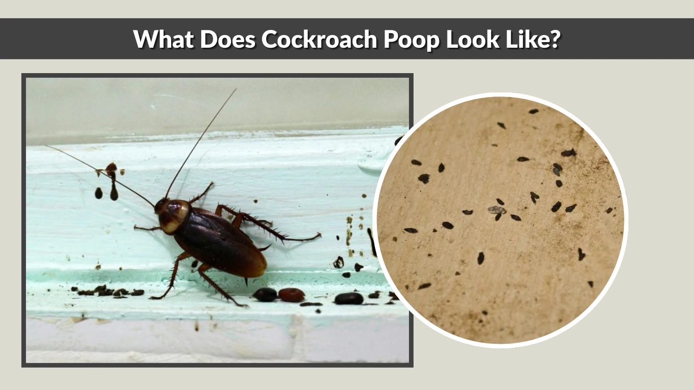 What Does Cockroach Poop Look Like Identify By Images 