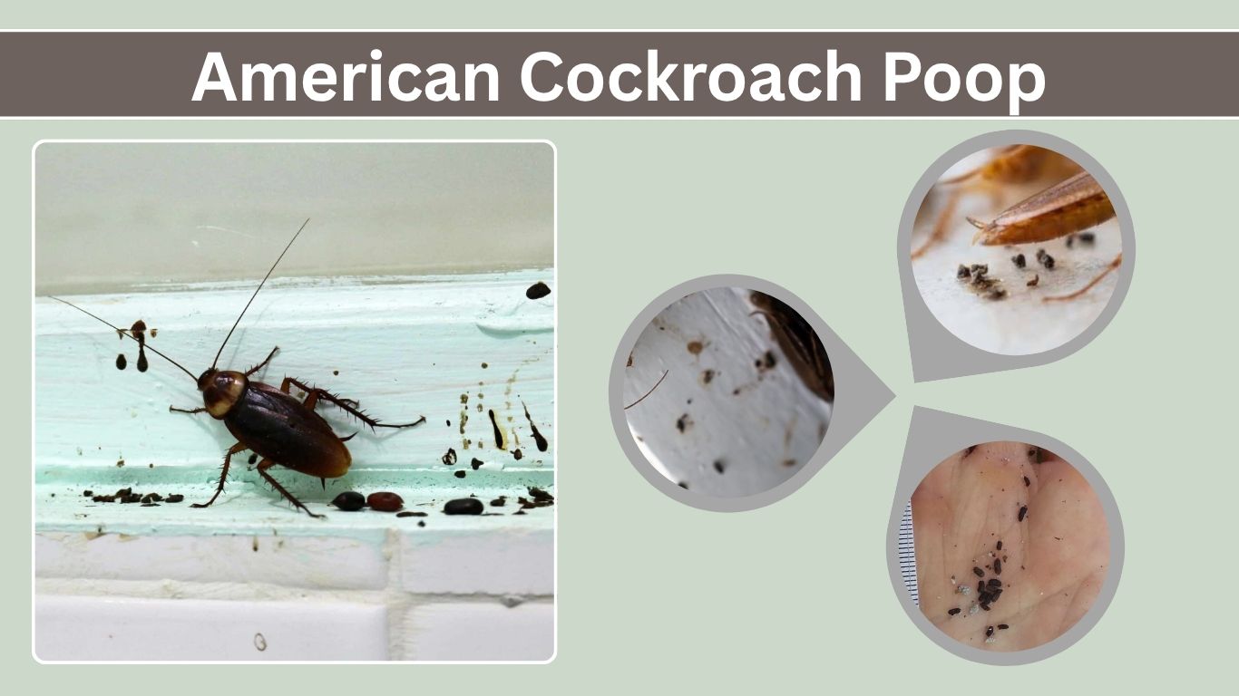 American Cockroach Poop Identification