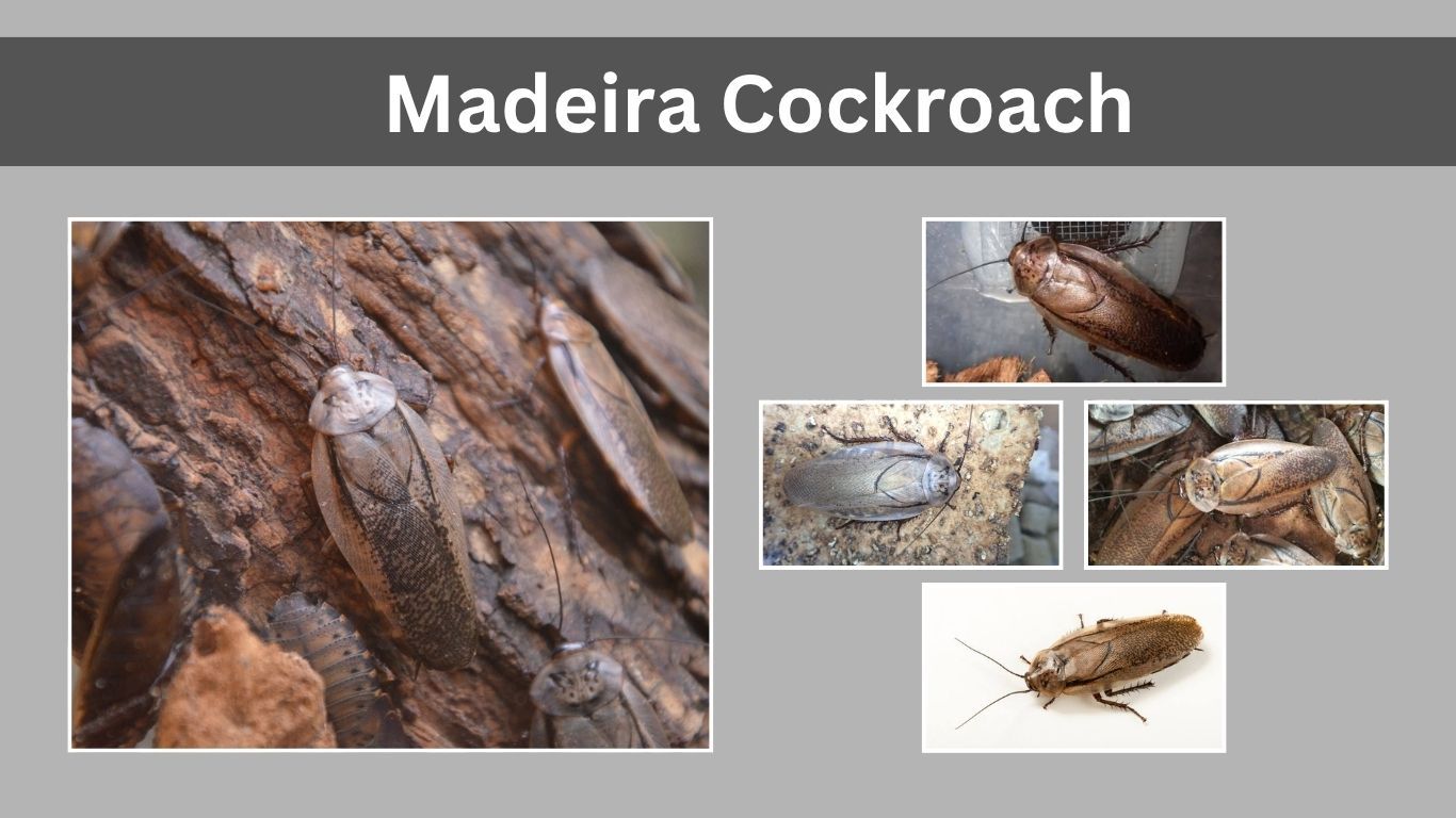 Madeira Cockroach