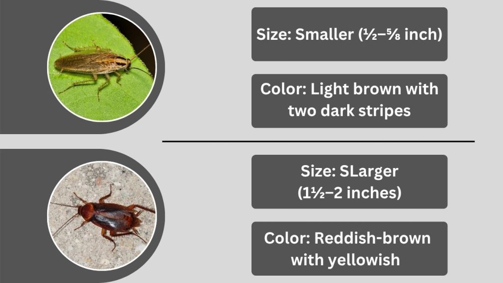 7 Key Differences Between  Them