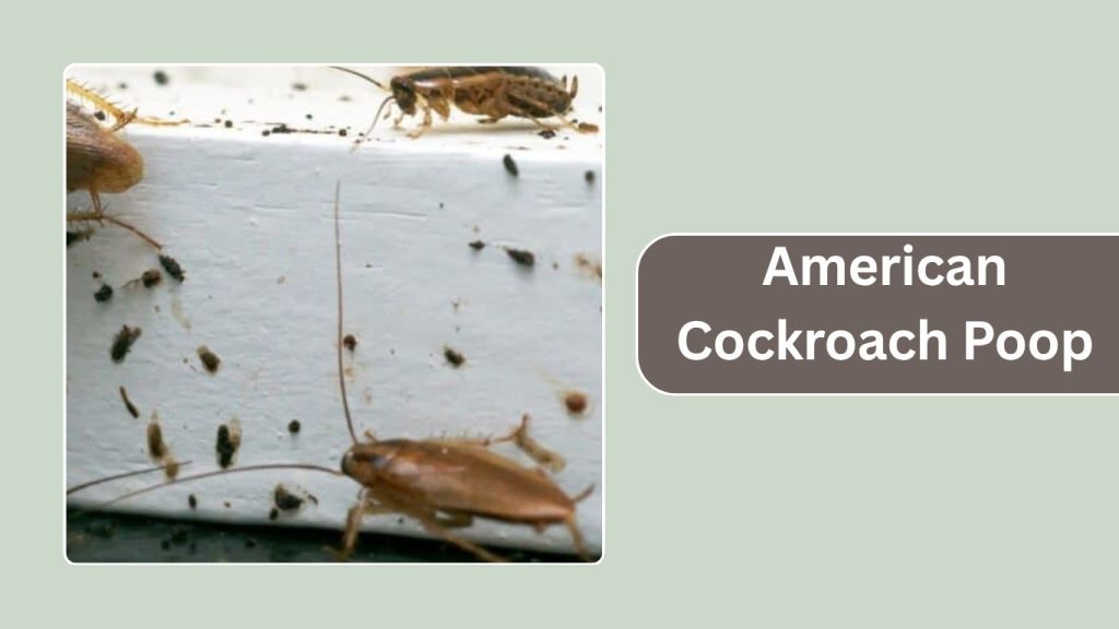 What is American Cockroach Poop