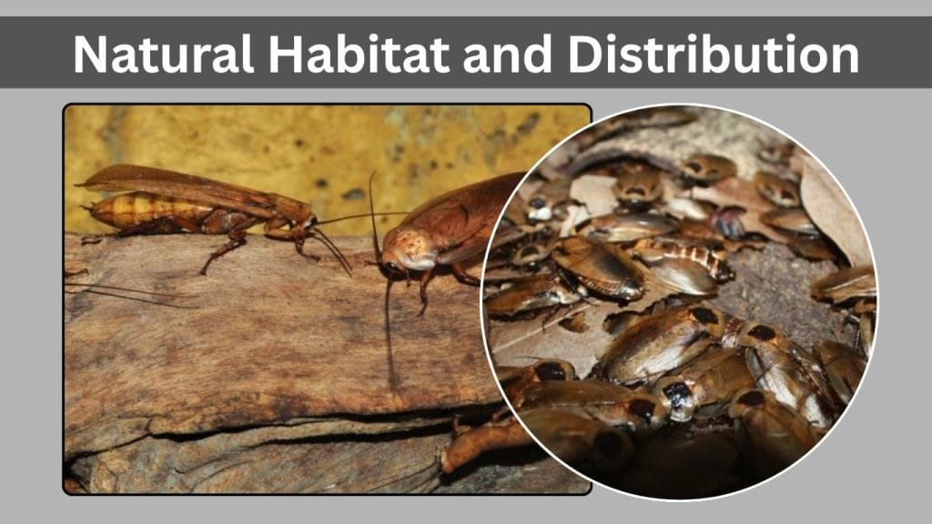 Natural Habitat and Distribution