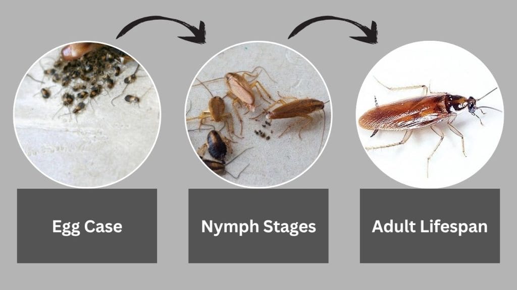 Reproduction and Lifecycle