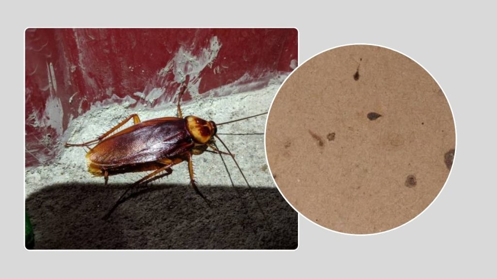 Importance of the Life Cycle in Pest Control