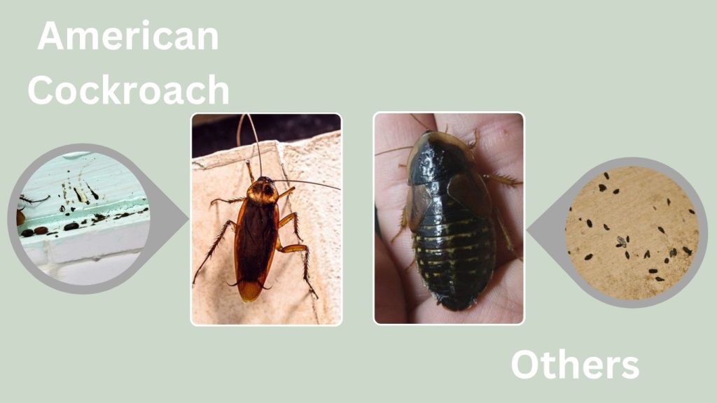 Difference Between Cockroach Poop and Other Pests