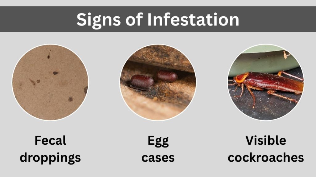 Signs of Infestation