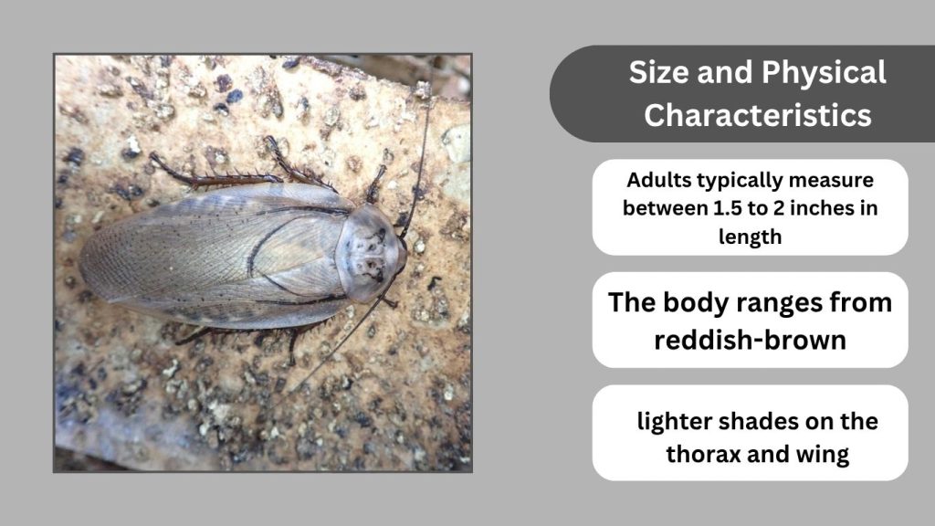 Physical Characteristics