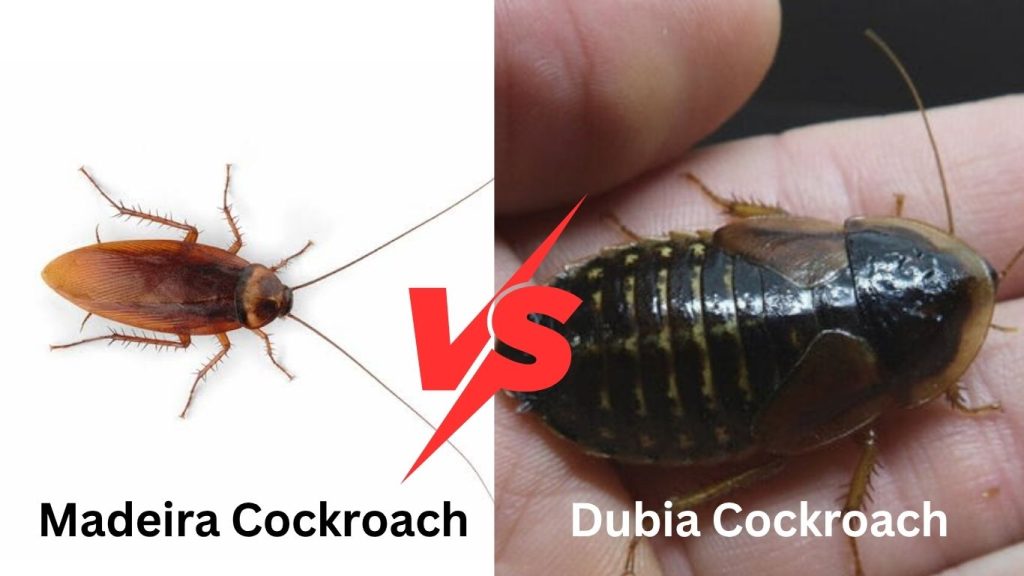 Common Comparisons with Other Cockroaches