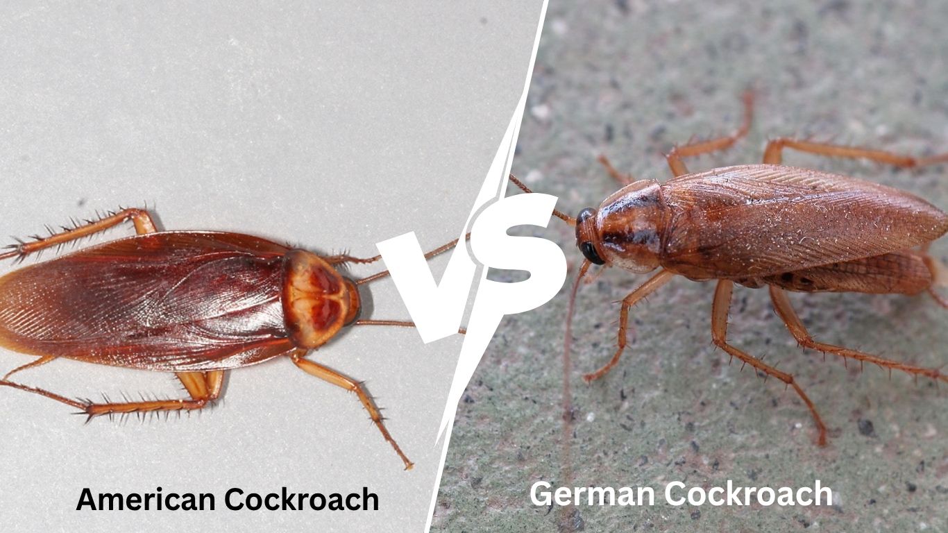 German Cockroach vs American Cockroach