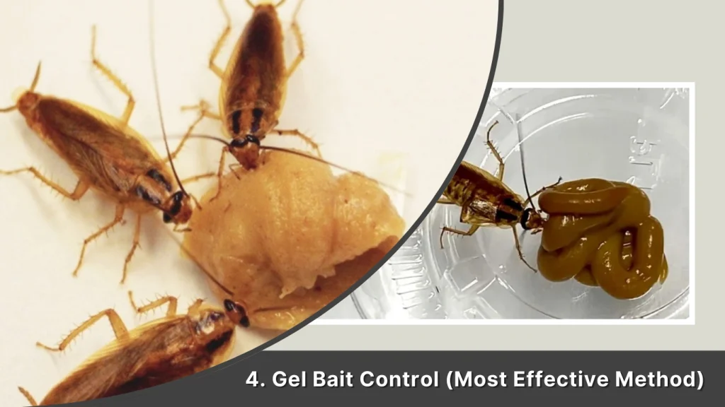 Gel Bait Control (Most Effective Method)