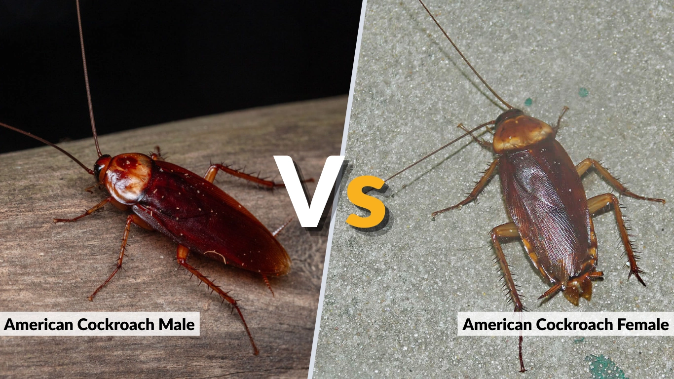 American Cockroach Male vs Female Identification & Lifespan