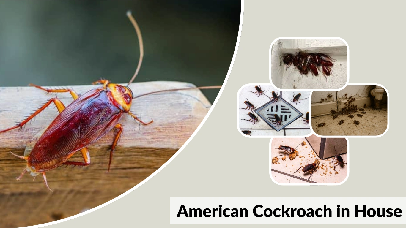 American Cockroach in House Causes, Signs, Prevention, and Removal