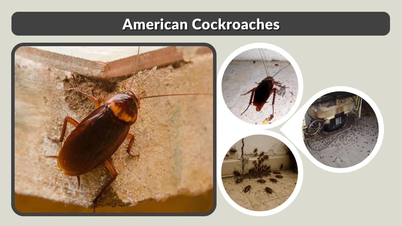 American Cockroaches Identification, Risks & Removal Guide