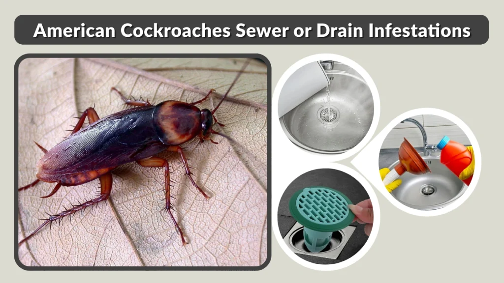 American Cockroaches Sewer or Drain Infestations
