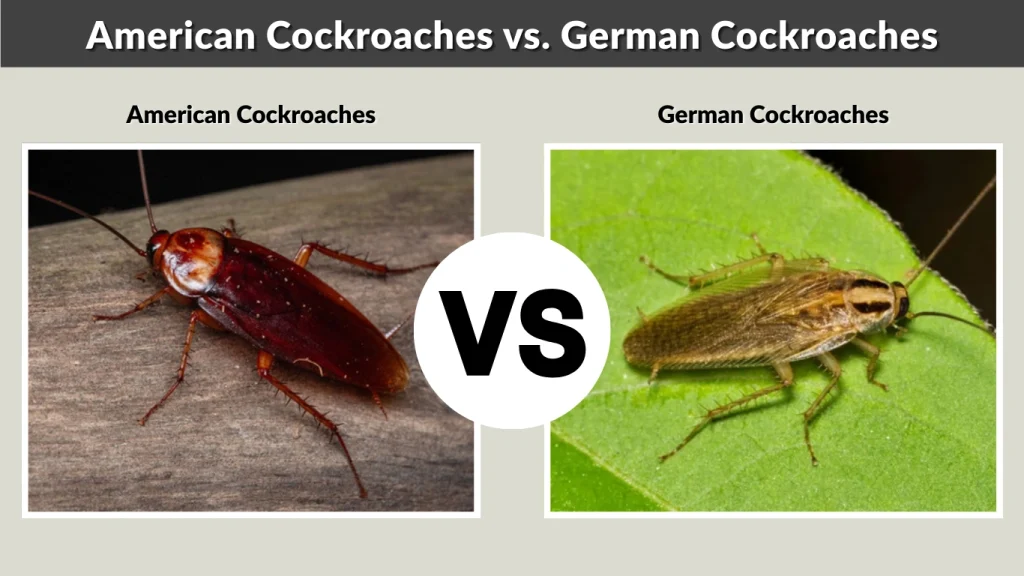 American Cockroaches vs. German Cockroaches Which Are Harder to Remove