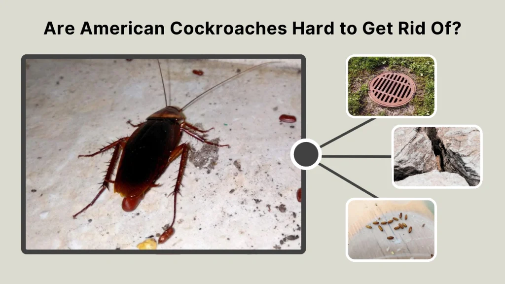 Are American Cockroaches Hard to Get Rid Of