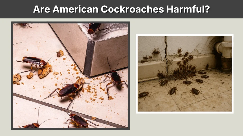 Are American Cockroaches Harmful
