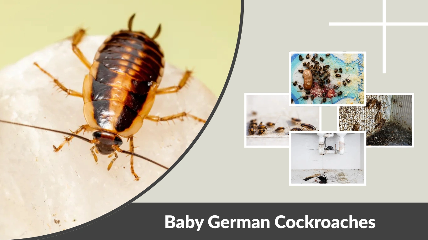 Baby German Cockroaches Identification, Size & Early Infestation Signs